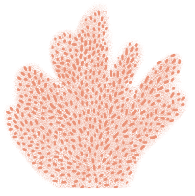coral footer
